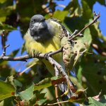 Kingbird6.jpg