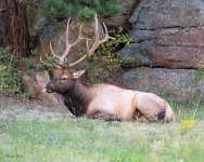 ElkTongue-64.jpg