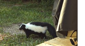 Mr Skunk Cropped.jpg