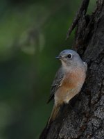 Bluebird.jpg