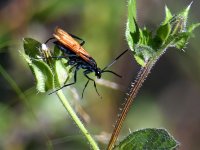 Wasp4.jpg