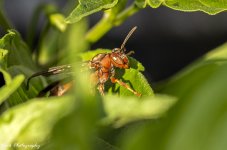 R81_0994-Paper wasp.jpg