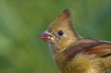_NZ81399.jpg