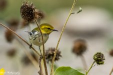 RD5_6003-Black Throated Green Warbler - female.jpg