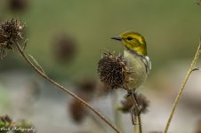 RD5_6006-Black Throated Green Warbler - female.jpg