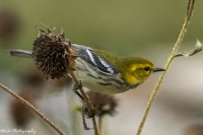 RD5_6007-Black Throated Green Warbler - female.jpg