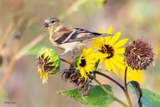 Goldfinch-64.jpg