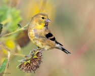 Goldfinch-66.jpg