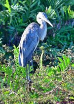 DSC_9245_001.JPG