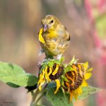 Goldfinch-72.jpg
