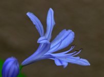 ROY_1516.JPG