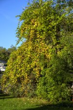 Fall Begins.jpg