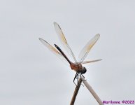 DSC_9282_001.JPG