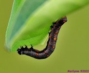 DSC_9291_001.JPG