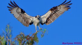 DSC_9355_001.JPG