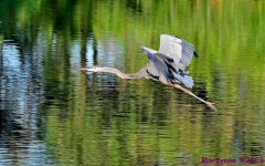 DSC_9372_001.JPG