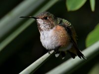 Hummer10_2023_10_08.jpg