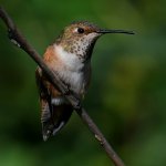 Hummer23_2023_10_08.jpg