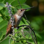 Hummer28_2023_10_08.jpg