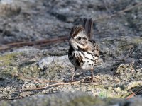 Sparrow3_2023_10_08.jpg