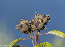 RD5_6050-stacked 5.jpg
