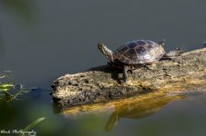 RD5_6011-Painted Turtle.jpg