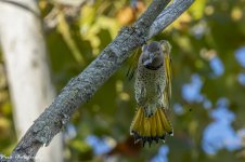 RD5_6102-Norhtern Flicker.jpg