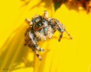 Spider-71.jpg