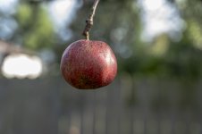 Apple.jpg
