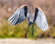 GBHFlight-71.jpg