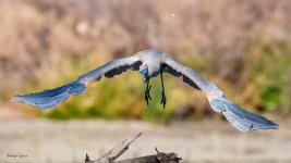 GBHFlight-72.jpg