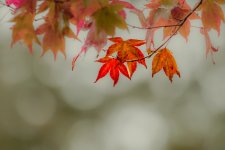 leaves-8.jpg