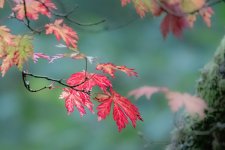 leaves-11.jpg