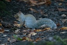 leaves-10.jpg