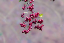 leaves-14.jpg