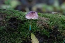 leaves-12.jpg