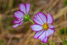 flwrs-topaz-sharpen.jpg