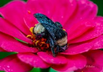 sleepy-topaz-denoise.jpg