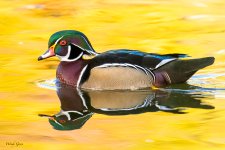 WoodDuckAutumn-72.jpg