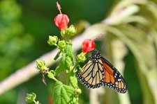 Z50_0024R_L_cr.jpg