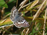 Skipper_2023_10_07.jpg