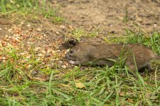 Rat Eats.jpg