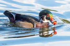 DuckCrabapple-78.jpg