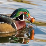 DuckCrabapple-79.jpg