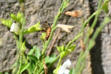 500_0028R_NSh_cr.jpg