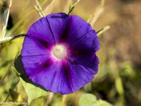 Morning Glory stacked 17.jpg