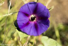 R81_1133-Bee.jpg