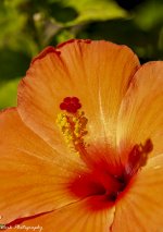 R81_1206-Hibiscus.jpg