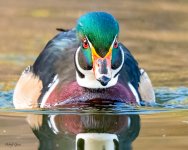 WoodDuckEyes-79.jpg