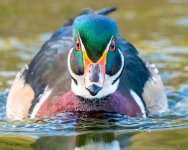 WoodDuckEyes-81.jpg